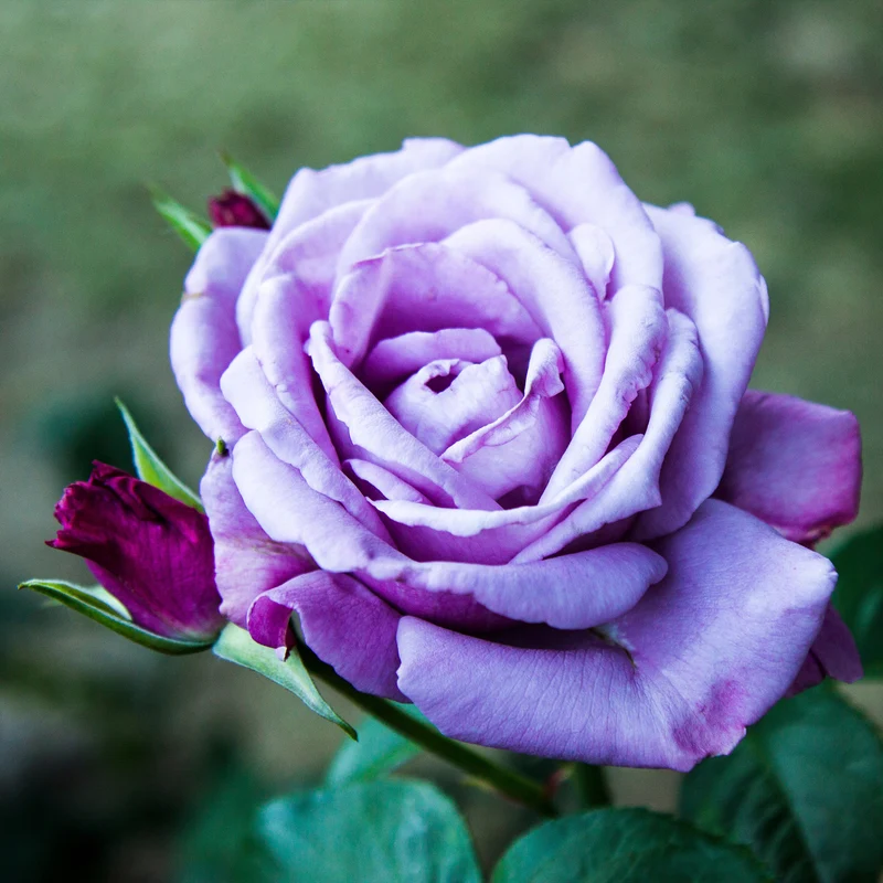 Rosier buisson violet