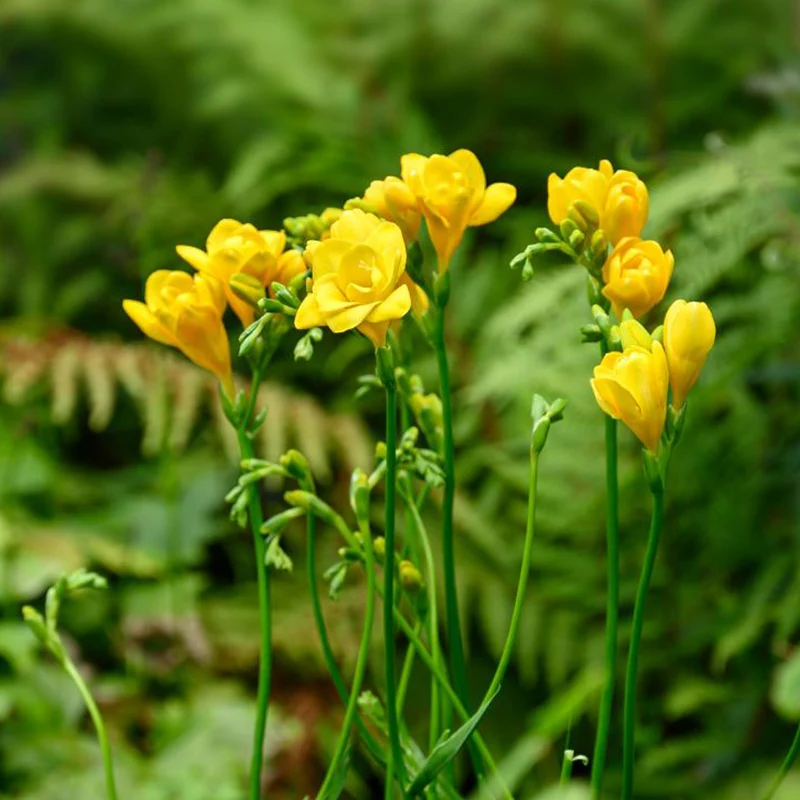 25 Freesias à fleurs doubles jaunes