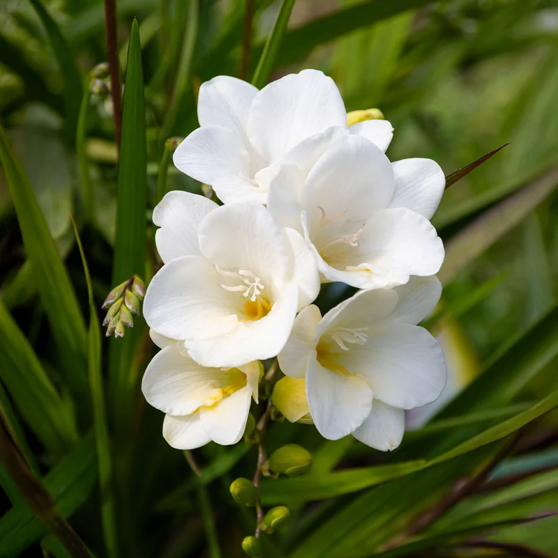 15 Freesia simple blanche