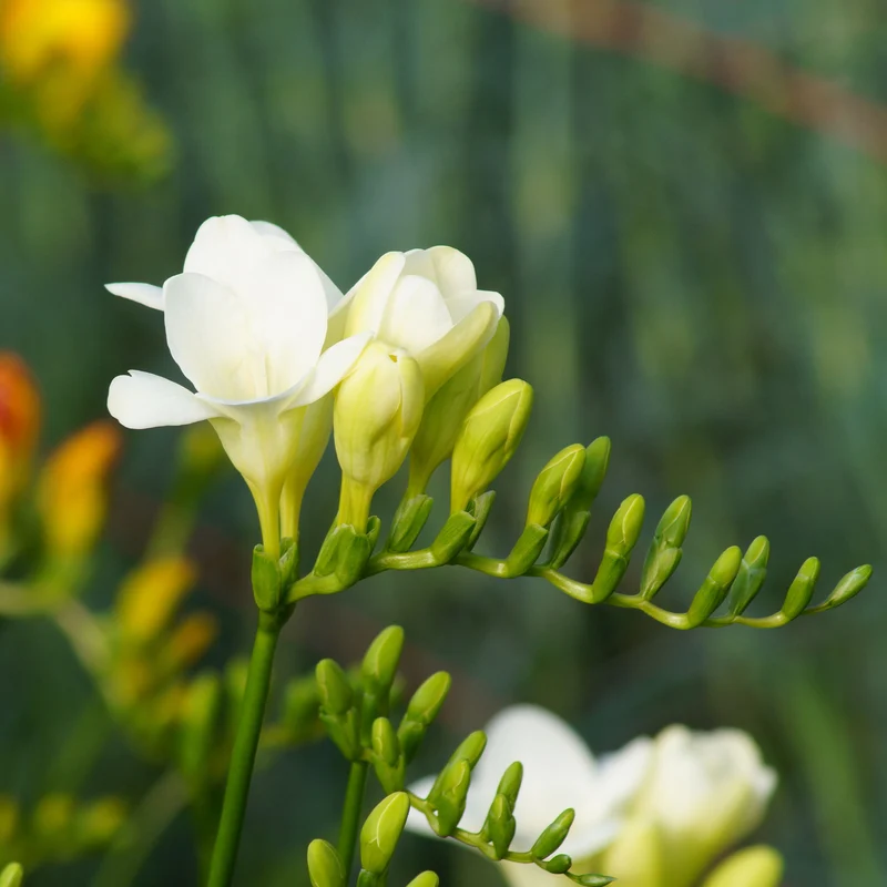 15 Freesia simple blanche