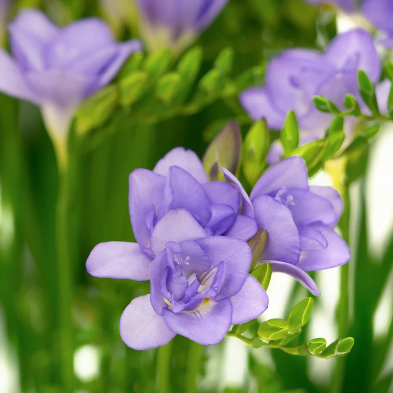 25 Freesias à fleurs doubles bleues