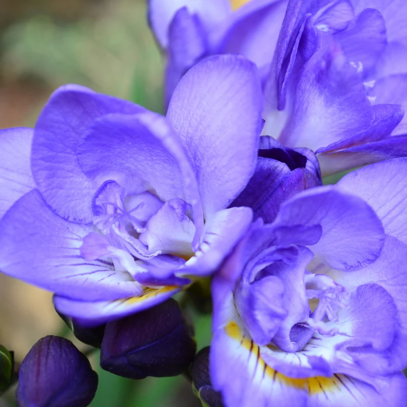 25 Freesias à fleurs doubles bleues