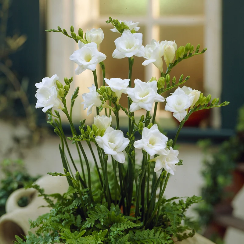 25 Freesias à fleurs doubles blanches