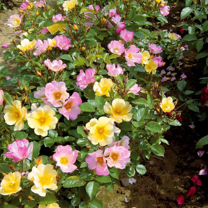 Collection de 6 Rosiers couvre-sols Happy Chappy et Wonderland