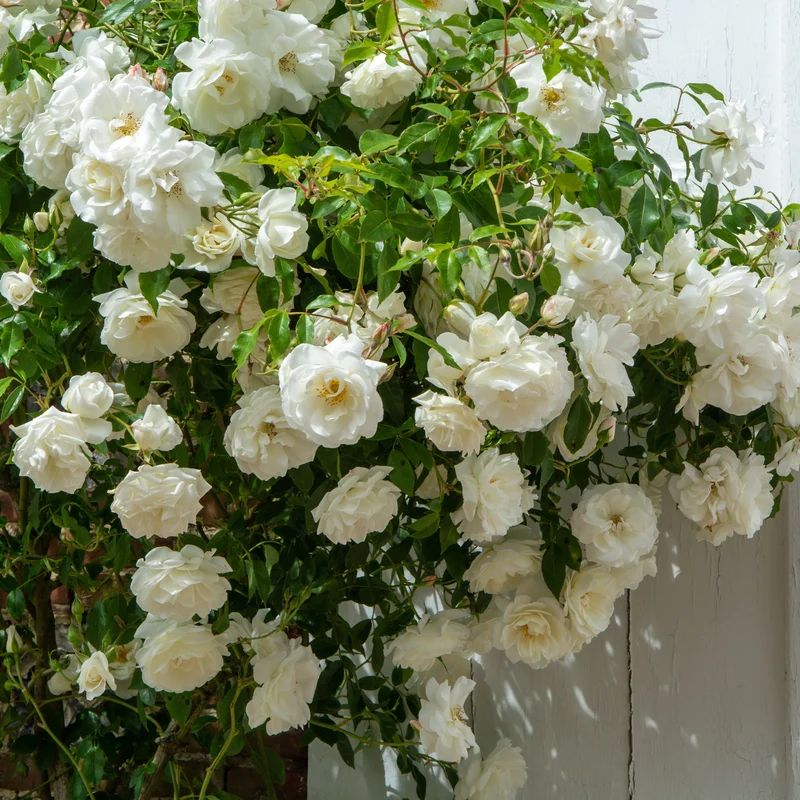 Rosier grimpant blanc