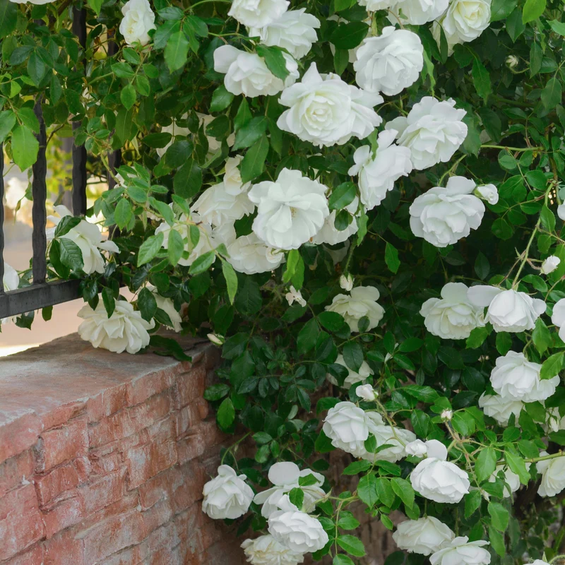 Rosier grimpant blanc