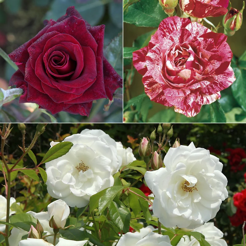 Collection de 3 Rosiers buissons : Black Baccara, Candy stripe, Helga
