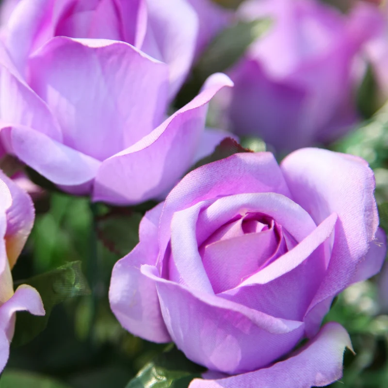 Rosier grimpant violet