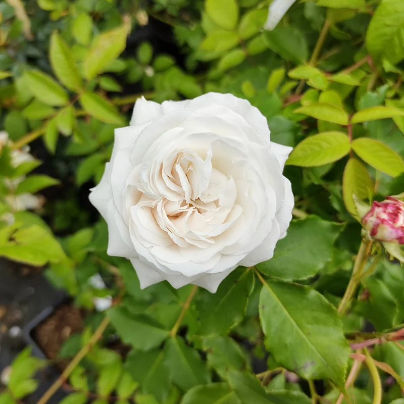 Rosier botanique Boule de Neige