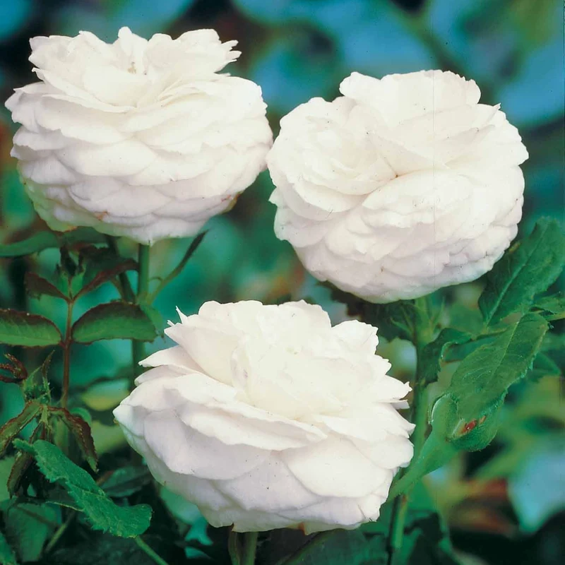 Rosier botanique Boule de Neige