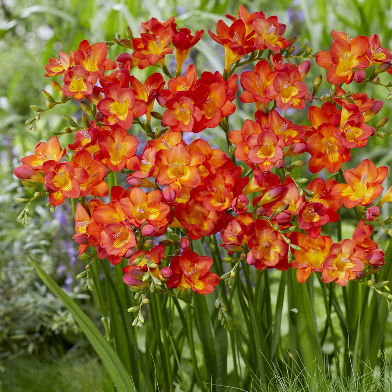 15 Freesia simple rouge
