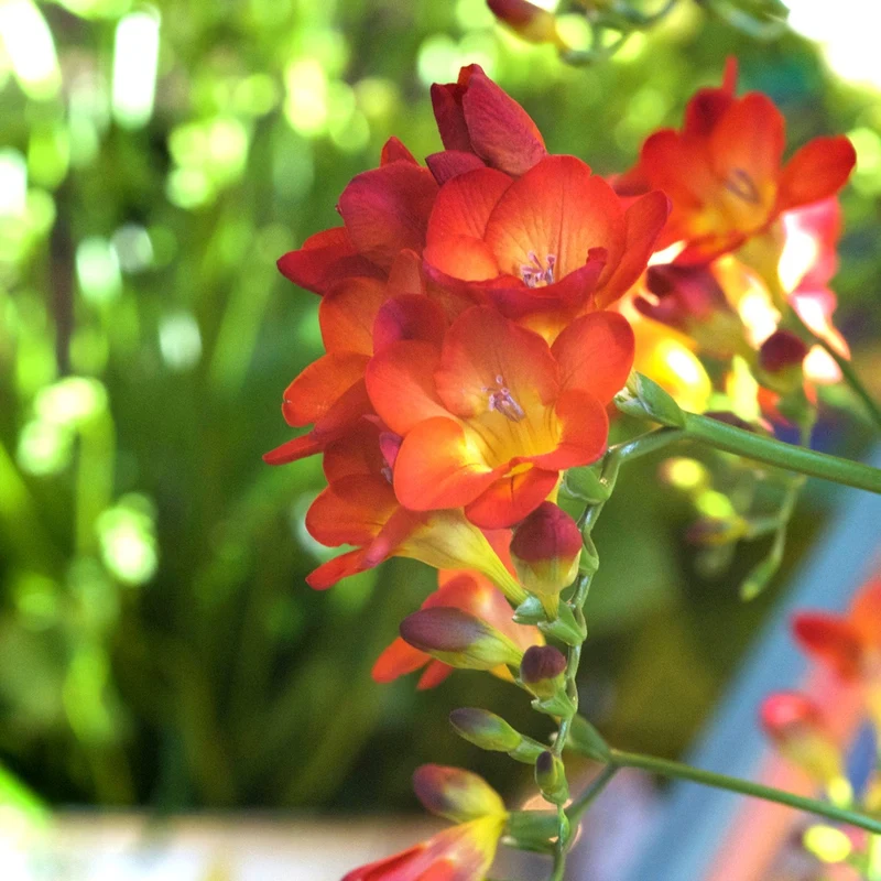 15 Freesia simple rouge