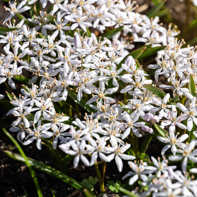 10 Scilles à deux feuilles - Scilla