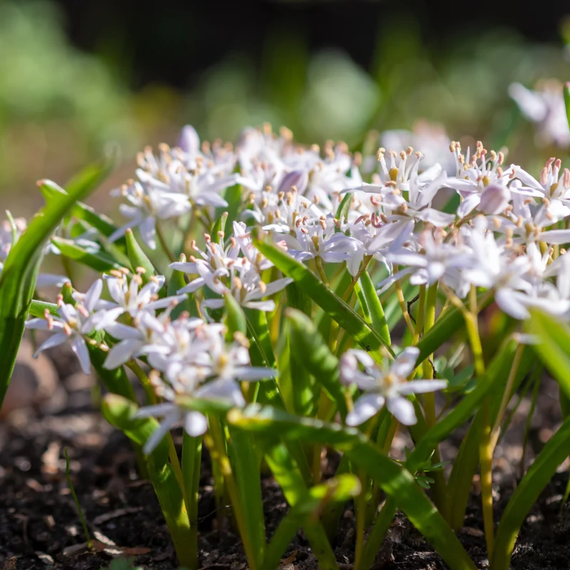 10 Scilles à deux feuilles - Scilla