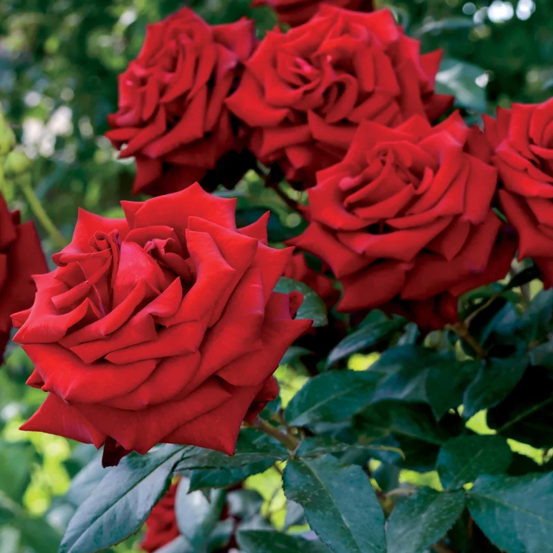 Rosier buisson rouge vif