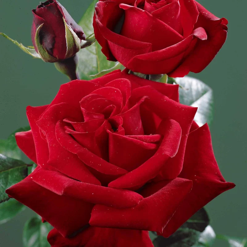 Rosier buisson rouge vif