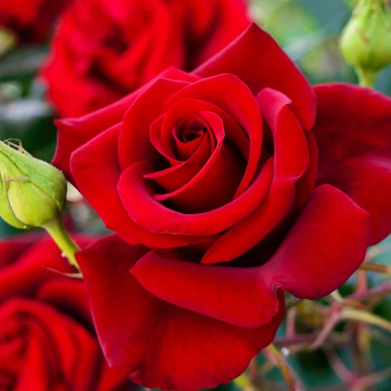 Rosier buisson rouge vif