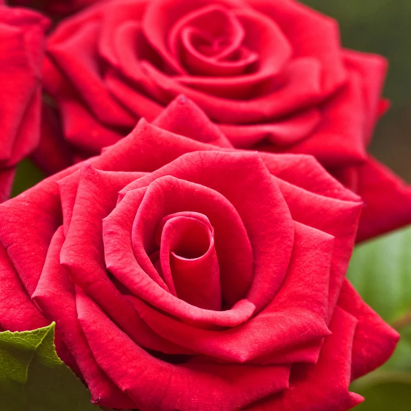 Rosier buisson rouge vif