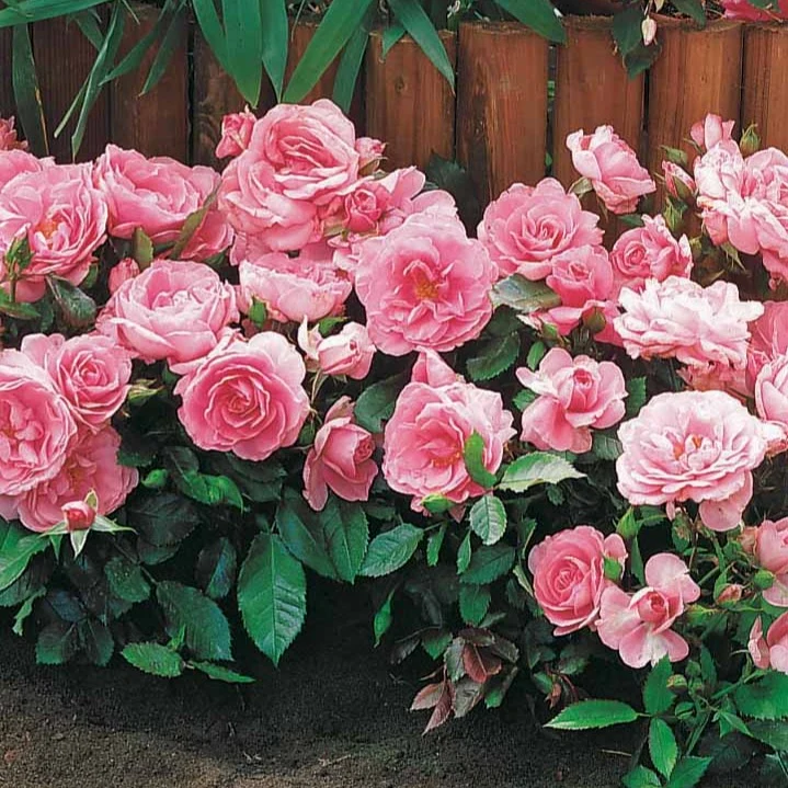 3 Mini-rosiers Randilla rose