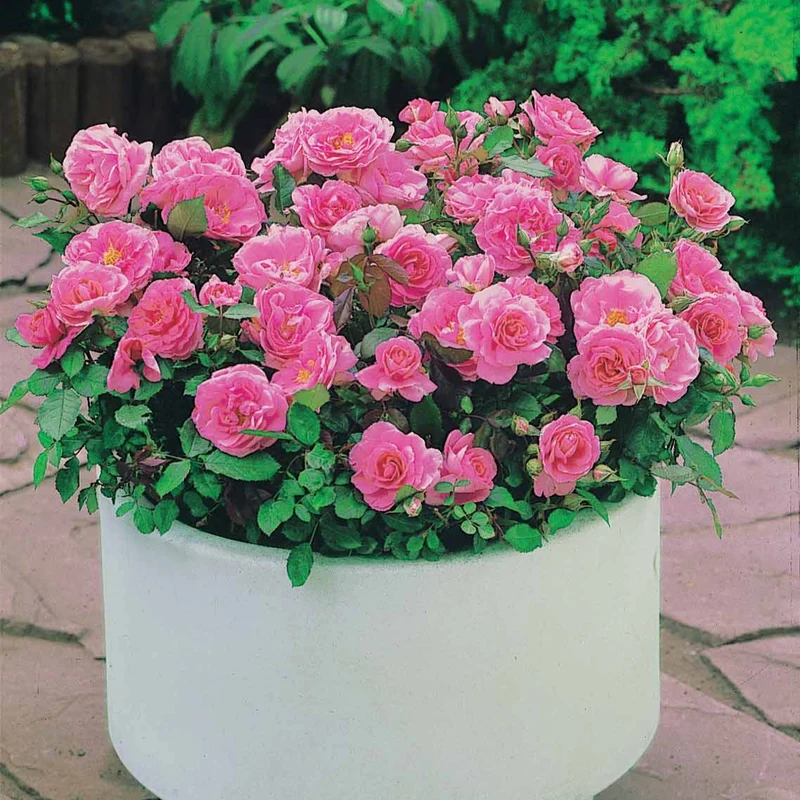 3 Mini-rosiers Randilla rose