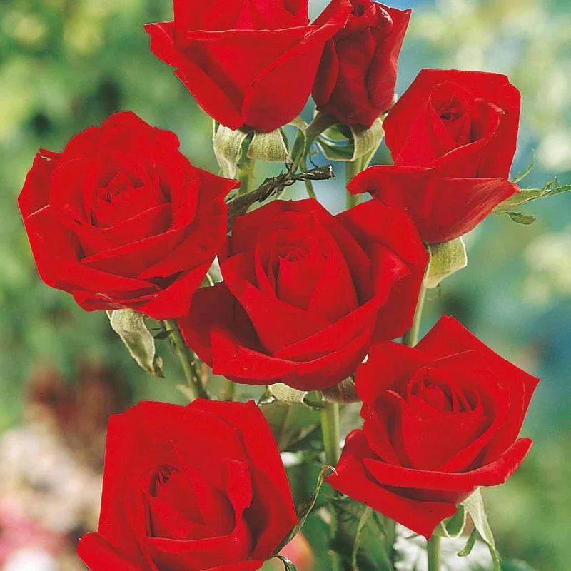 Collection de 5 Rosiers pour bouquets