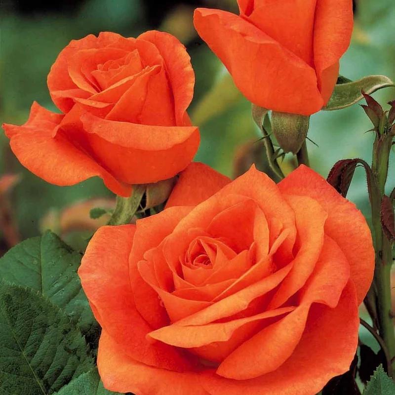 Collection de 5 Rosiers pour bouquets