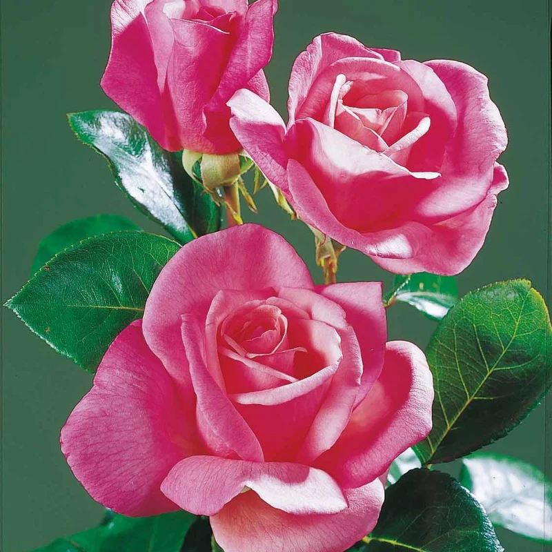 Collection de 5 Rosiers pour bouquets