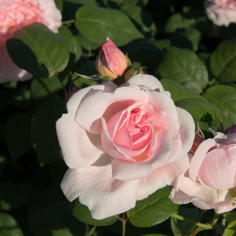 Rosier buisson rose