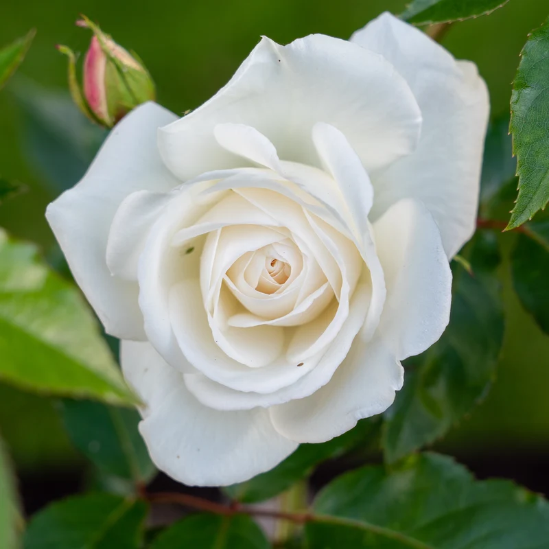 Rosier buisson blanc