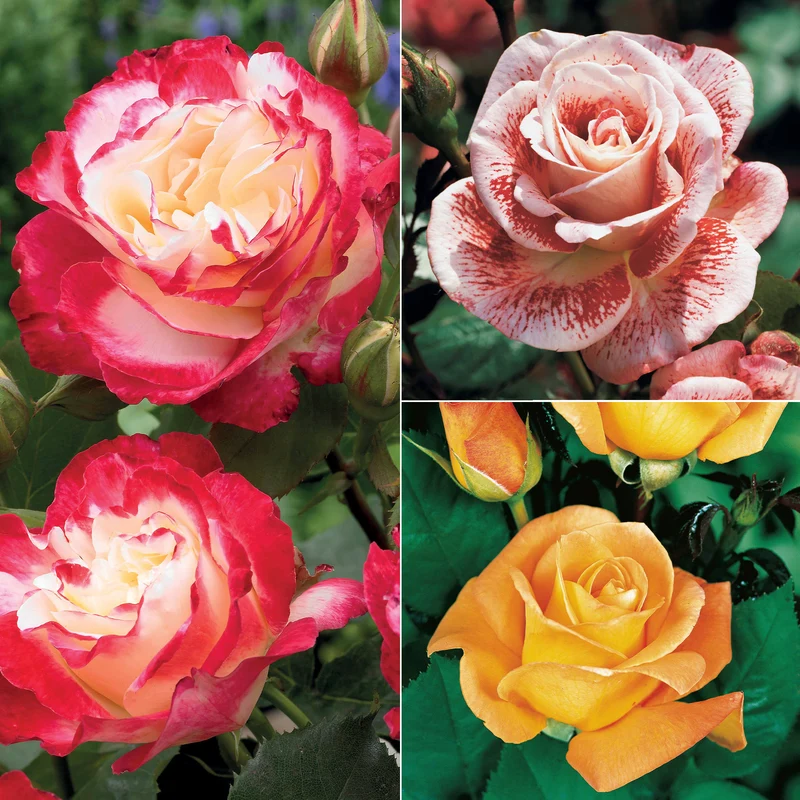 Collection de 3 Rosiers buissons : Famosa, Whisky, Double Delight