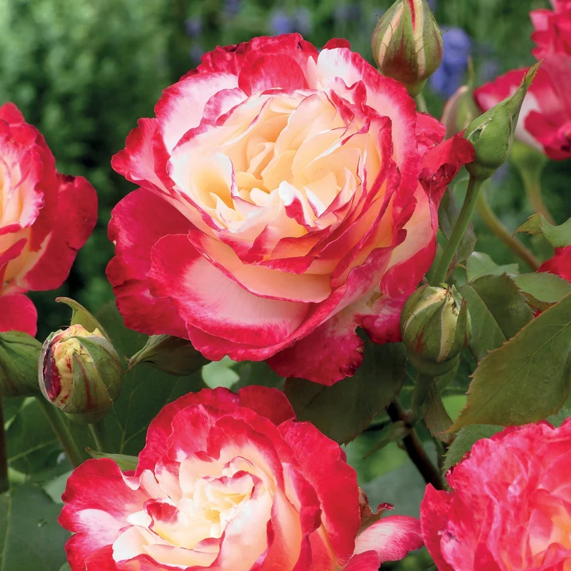 Collection de 3 Rosiers buissons : Famosa, Whisky, Double Delight