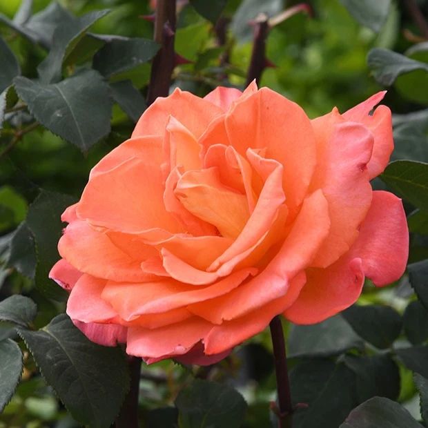 Rosier grimpant Métanoïa