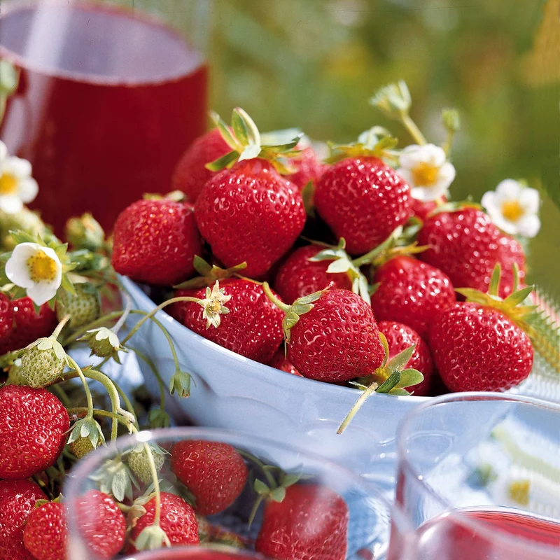 Collection 6 mois de 60 fraises : Savoureuse de Willemse, Mara des Bois, Gariguette