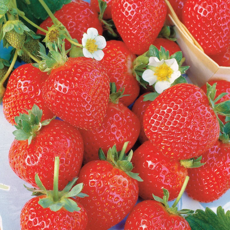 Collection 6 mois de 60 fraises : Savoureuse de Willemse, Mara des Bois, Gariguette