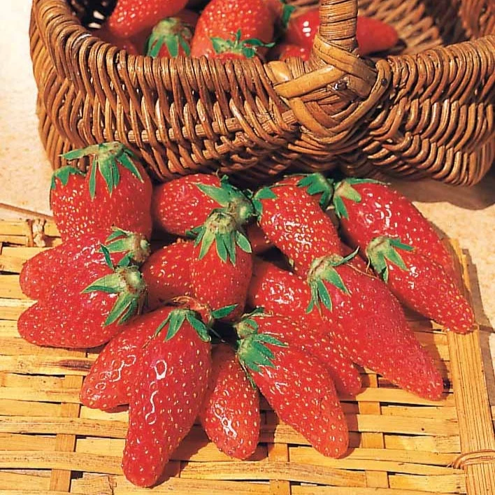 Collection 6 mois de 60 fraises : Savoureuse de Willemse, Mara des Bois, Gariguette