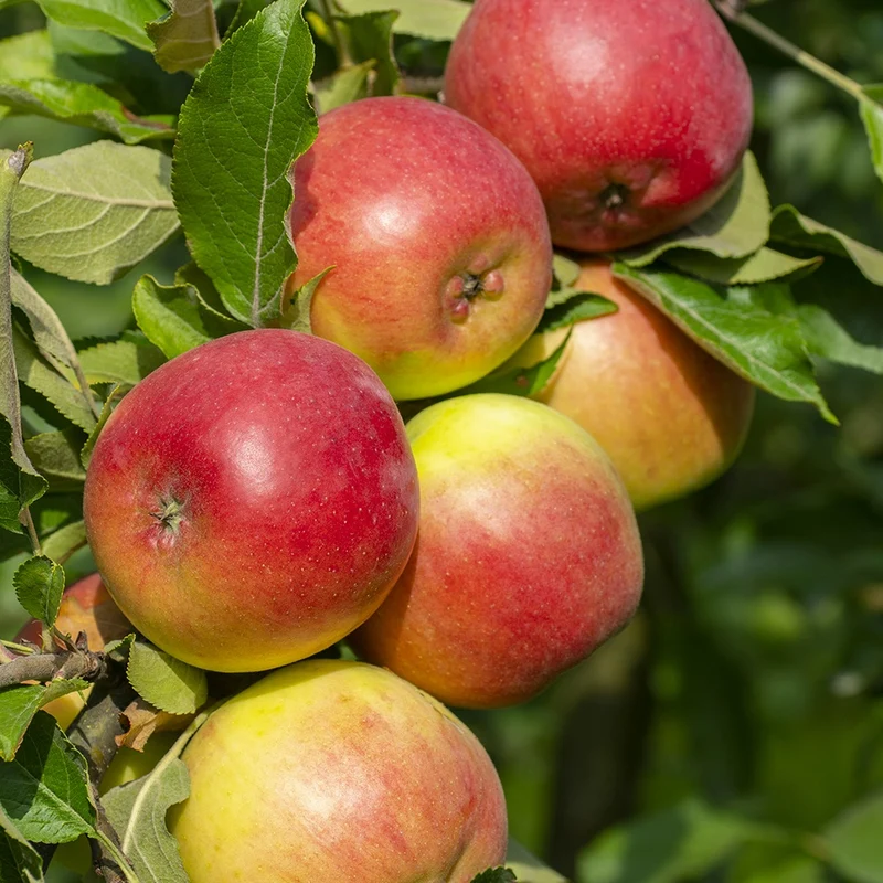 Collection de Pommiers : Reine de reinettes, Gala, Golden Delicious