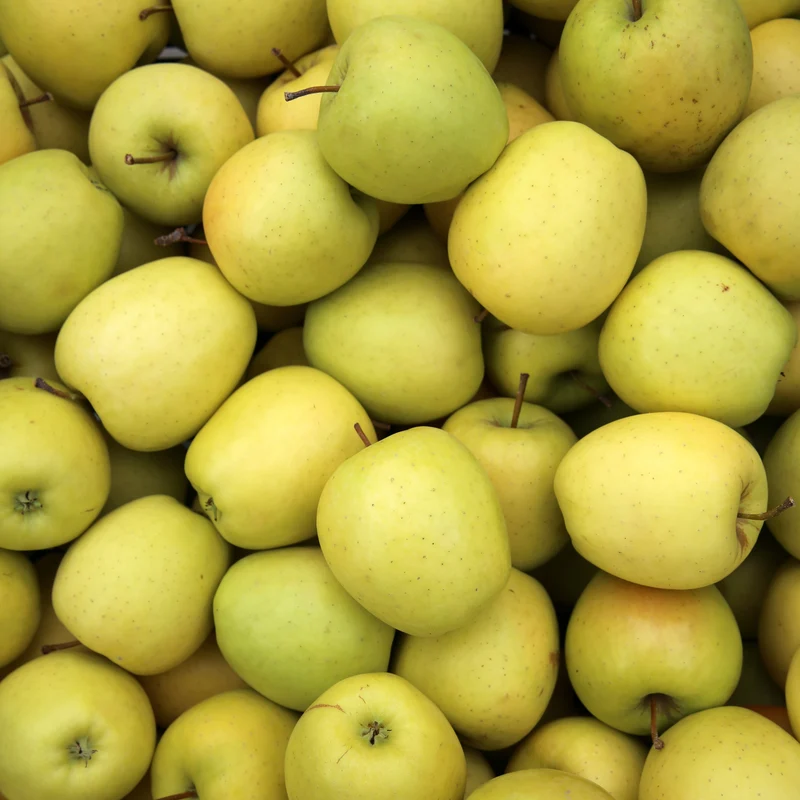 Collection de Pommiers : Reine de reinettes, Gala, Golden Delicious