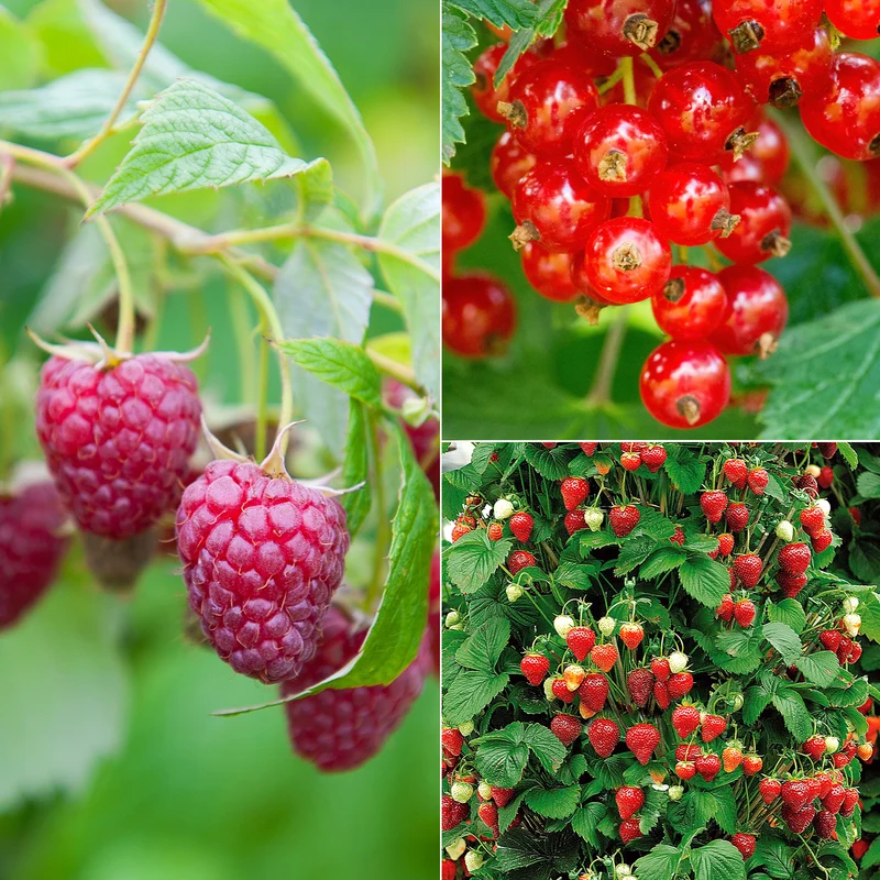 Collection de 9 Fruitiers à fruits rouges