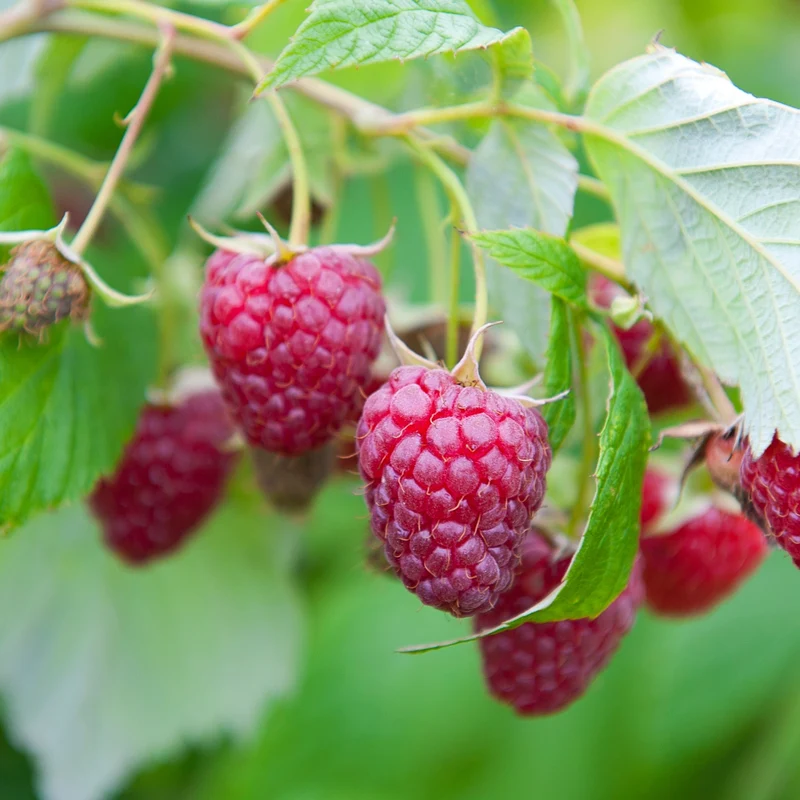 Collection de 9 Fruitiers à fruits rouges