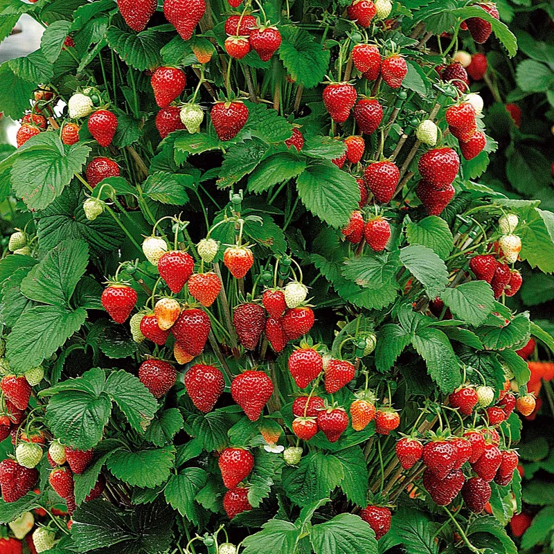 Collection de 9 Fruitiers à fruits rouges