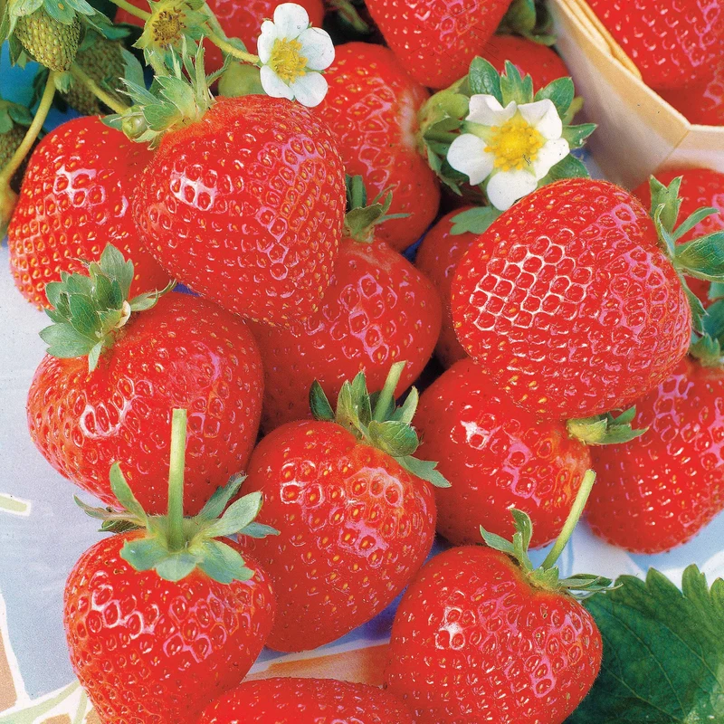 20 Fraisiers remontants La Savoureuse de Willemse ®