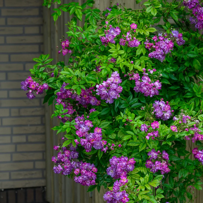 Rosier Bleu violet sur tige