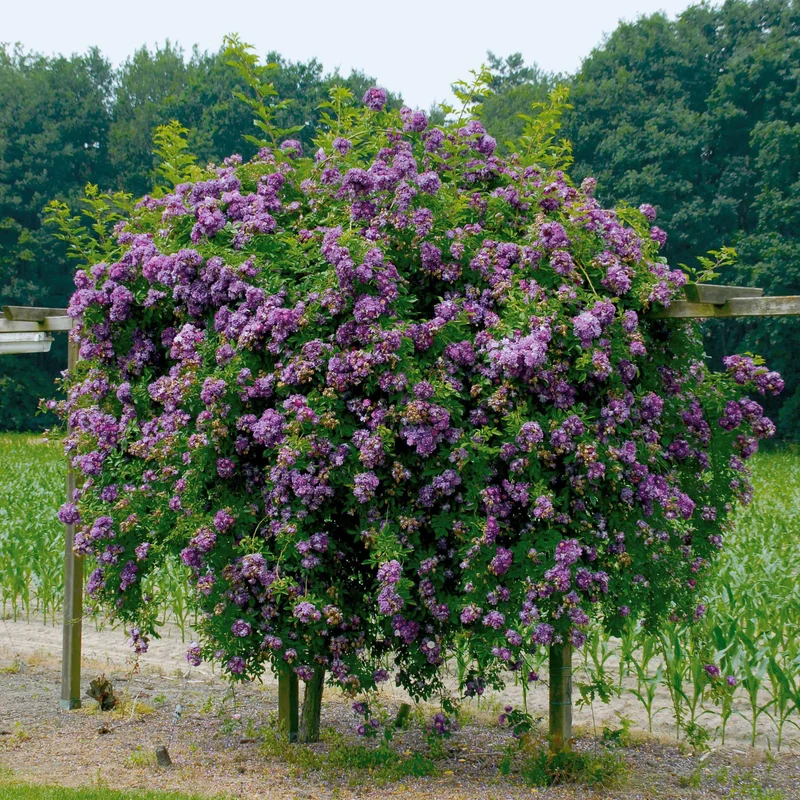 Rosier Bleu violet sur tige