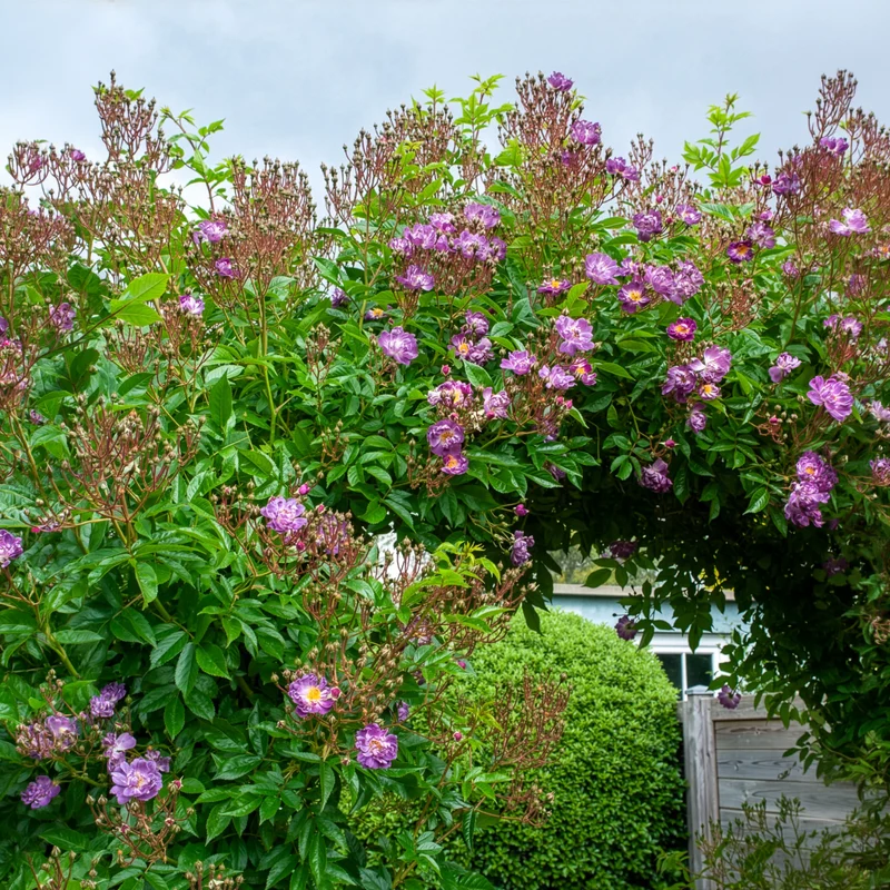 Rosier Bleu violet sur tige