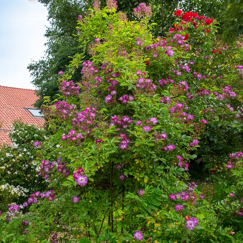 Rosier Bleu violet sur tige