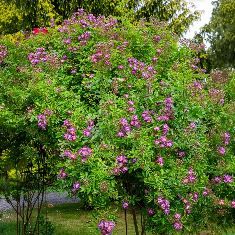Rosier Bleu violet sur tige
