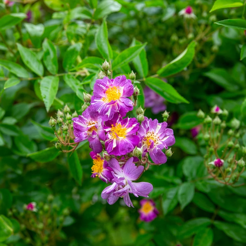 Rosier Bleu violet sur tige