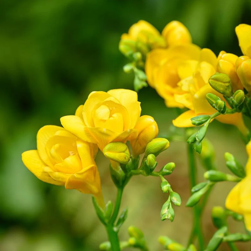 30 Bulbes de fleurs d'été en mélange