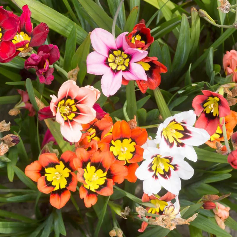 30 Bulbes de fleurs d'été en mélange