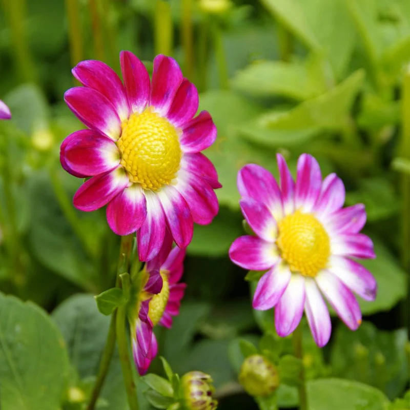 30 Bulbes de fleurs d'été en mélange